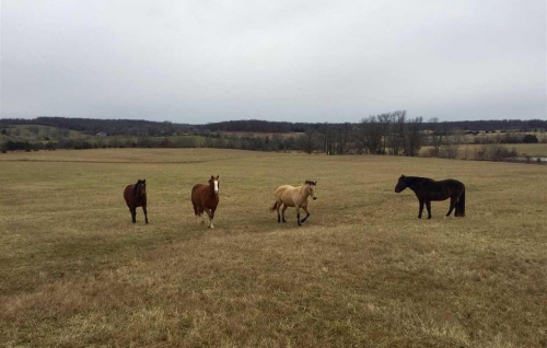 BARCW-daytime-horses