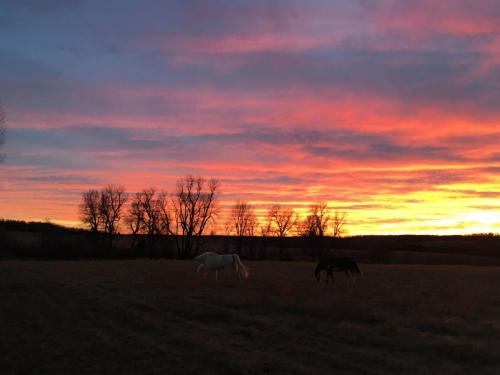 CWRanch-horses-sunset